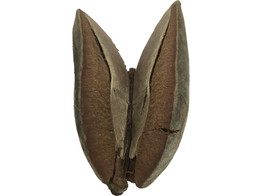 Xylomelum occidentale  Woody Pear 
