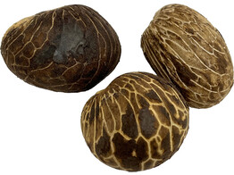 Tagua Nut  3 St 