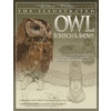 Illustrated Owl  Screech   Snowy