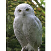 Illustrated Owl  Screech   Snowy