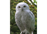 Illustrated Owl  Screech   Snowy