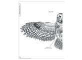 Illustrated Owl  Screech   Snowy