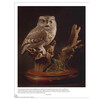 Illustrated Owl  Screech   Snowy