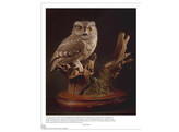 Illustrated Owl  Screech   Snowy