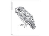 Illustrated Owl  Screech   Snowy