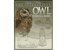 Illustrated Owl  Screech   Snowy